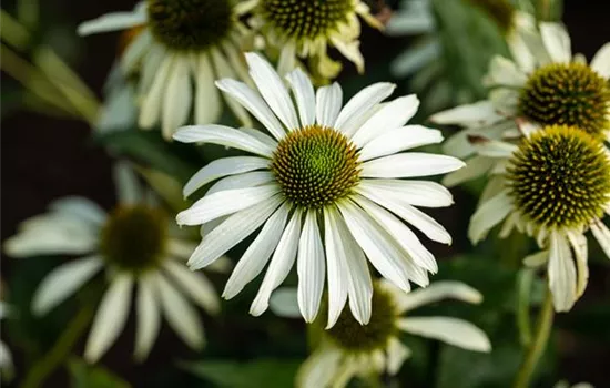 Echinacea purpurea 'Green Jewel' 
