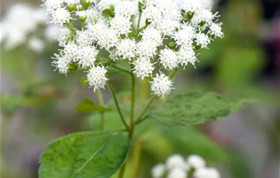 Eupatorium dubium 'Little Joe' 