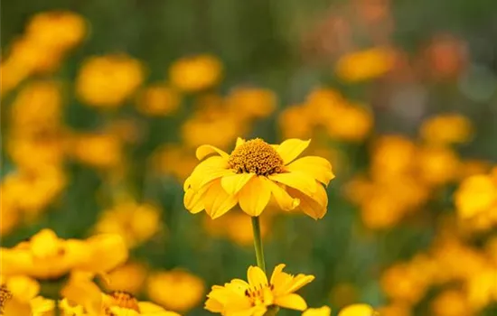 Heliopsis helianthoides 'Summer Sun'  Heliopsis helianthoides 'Summer Sun'