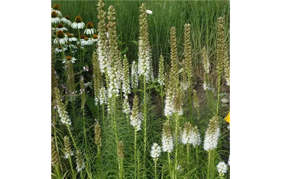 Liatris spicata 'Floristan Weiß'  Liatris spicata 'Floristan Weiß'
