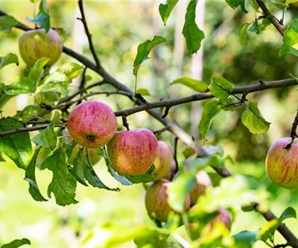 Malus domestica 'Borowinka'  Malus domestica 'Borowinka'