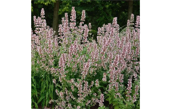 Nepeta grandiflora 'Dawn to Dusk'  Nepeta grandiflora 'Dawn to Dusk'