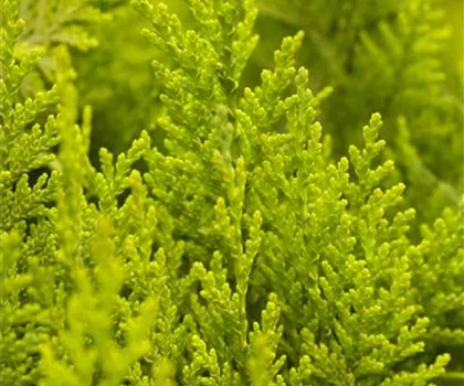 Chamaecyparis lawsoniana 'Ivonne'  Chamaecyparis lawsoniana 'Ivonne'