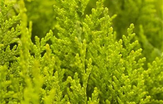 Chamaecyparis lawsoniana 'Ivonne'  Chamaecyparis lawsoniana 'Ivonne'