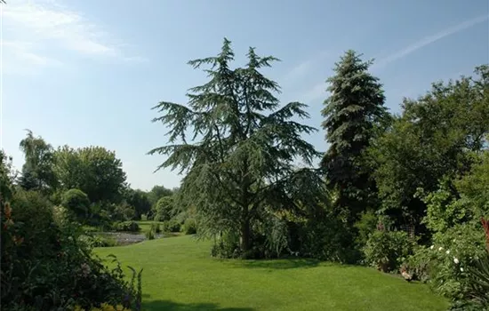 Cedrus deodara 'Aurea'  Cedrus deodara 'Aurea'
