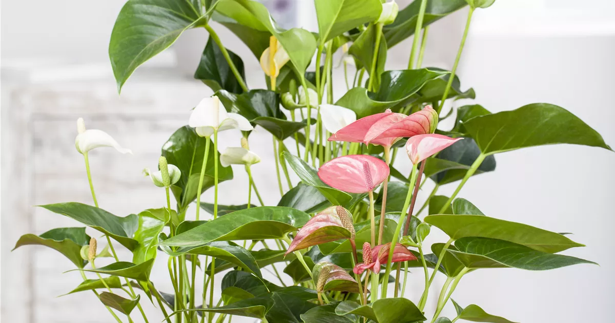 anthurium mov Purple Flamingo Flower | Anthurium main image 1