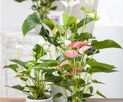 Anthurium x andreanum  Anthurium x andreanum