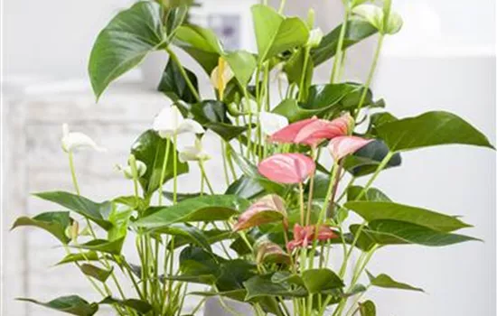 Anthurium x andreanum  Anthurium x andreanum