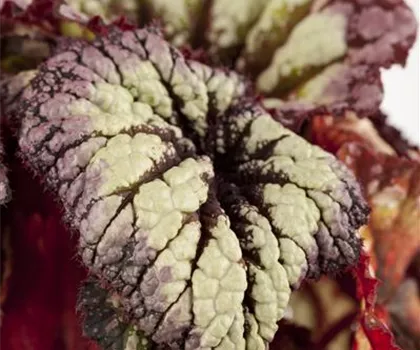 Begonia rex 'Magic Colours'  Begonia rex 'Magic Colours'
