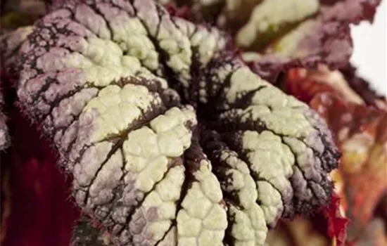 Begonia rex 'Magic Colours' 