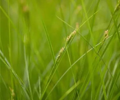 Carex brunnea  Carex brunnea