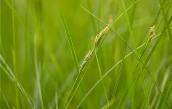 Carex brunnea  Carex brunnea