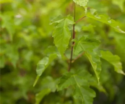 Acer ginnala  Acer ginnala