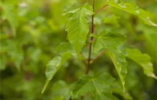 Acer ginnala  Acer ginnala