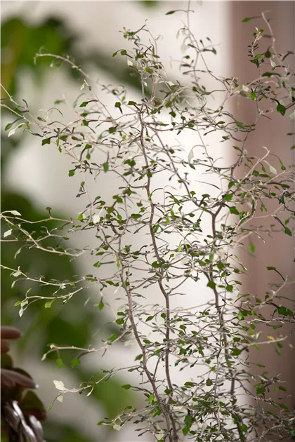 Corokia cotoneaster