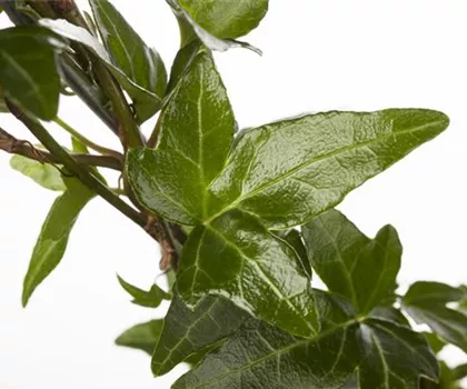 Hedera helix  Hedera helix