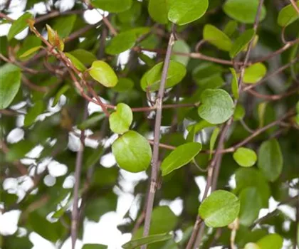 Muehlenbeckia complexa  Muehlenbeckia complexa