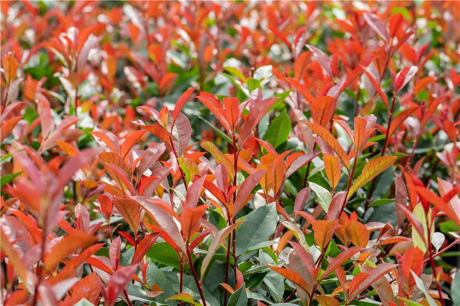 Photinia fraseri 'Devil's Dream'