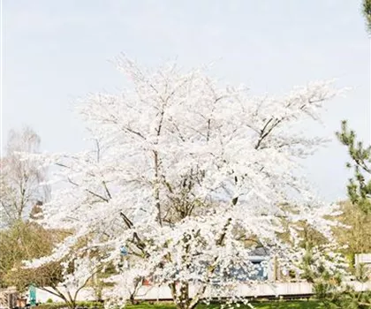 Prunus kurilensis 'Brillant'  Prunus kurilensis 'Brillant'