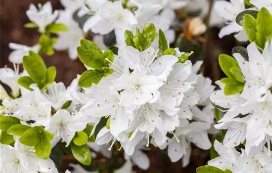Rhododendron obtusum 'Kermesina Alba'