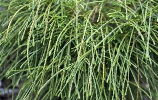 Thuja plicata 'Whipcord'  Thuja plicata 'Whipcord'