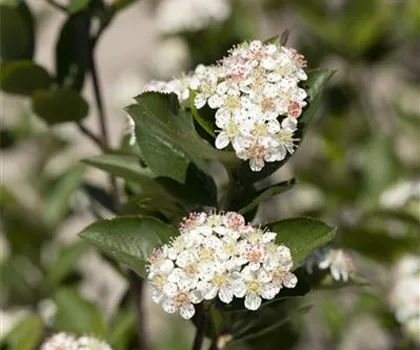 Aronia melanocarpa 'Hugin'  Aronia melanocarpa 'Hugin'
