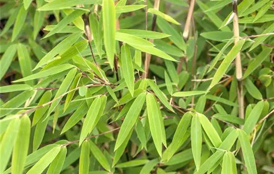 Fargesia nitida 'Volcano' 