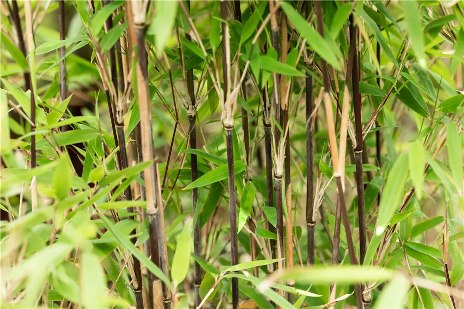 Fargesia nitida 'Volcano'