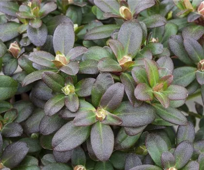 Rhododendron hanceanum 'Shamrock'  Rhododendron hanceanum 'Shamrock'