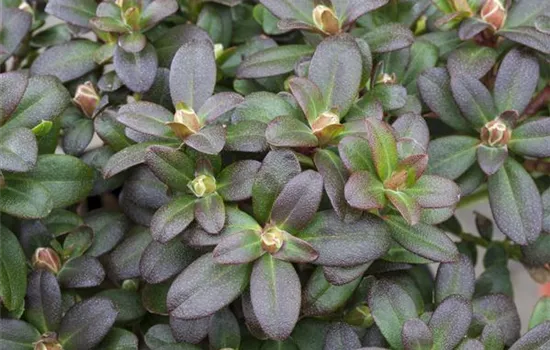 Rhododendron hanceanum 'Shamrock'  Rhododendron hanceanum 'Shamrock'