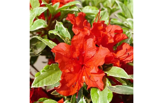 Rhododendron obtusum 'Hot Shot Variegated' 