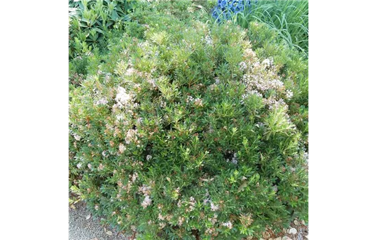 Rhododendron micranthum 'Bloombux Magenta' INKAHRO Rhododendron micranthum 'Bloombux Magenta' INKAHRO