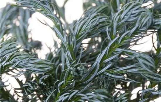 Chamaecyparis pisifera 'Boulevard'  Chamaecyparis pisifera 'Boulevard'