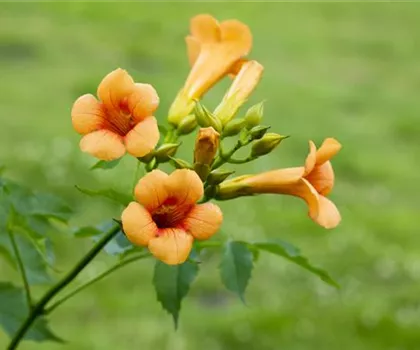 Campsis tagliabuana 'Mme Galen'  Campsis tagliabuana 'Mme Galen'