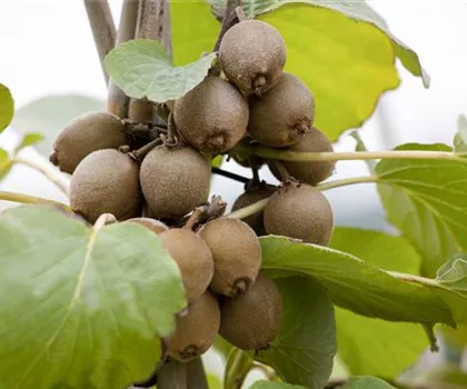 Actinidia chinensis 'Jennie'  Actinidia chinensis 'Jennie'