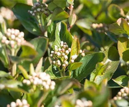 Aronia melanocarpa 'Aron' 