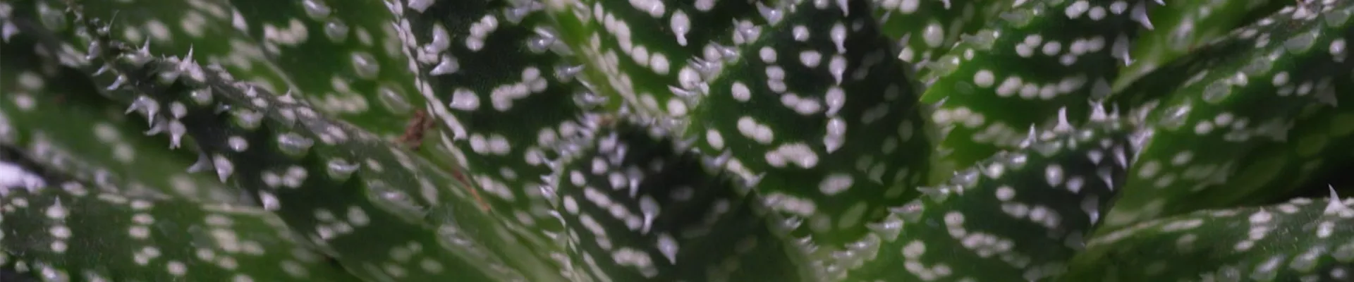 Ashampoo_Snap_Dienstag, 21. Juni 2022_09h35m57s_003_ Ashampoo_Snap_Dienstag, 21. Juni 2022_09h35m57s_003_