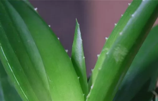 Aloe Vera (klein) - Umtopfen Aloe Vera (klein) - Umtopfen