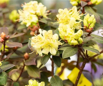 Rhododendron hanceanum 'Princess Anne'  Rhododendron hanceanum 'Princess Anne'