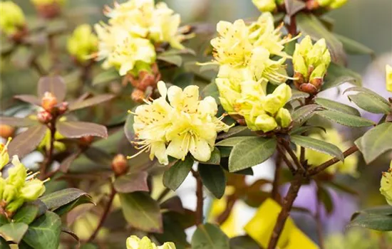 Rhododendron hanceanum 'Princess Anne'  Rhododendron hanceanum 'Princess Anne'