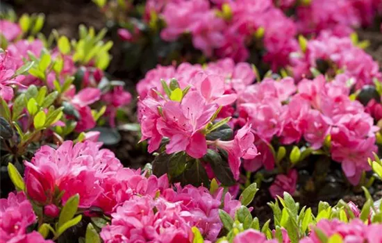 Rhododendron obtusum 'Canzonetta' 