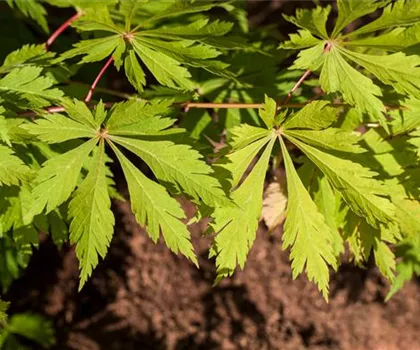 Acer japonicum 'Aconitifolium'  Acer japonicum 'Aconitifolium'