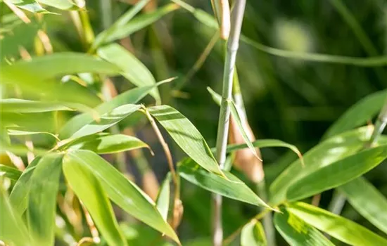 Fargesia 'Violet Woods'  Fargesia 'Violet Woods'