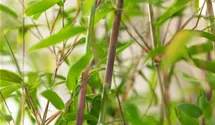Fargesia 'Violet Woods'