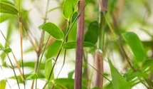 Fargesia 'Violet Woods'