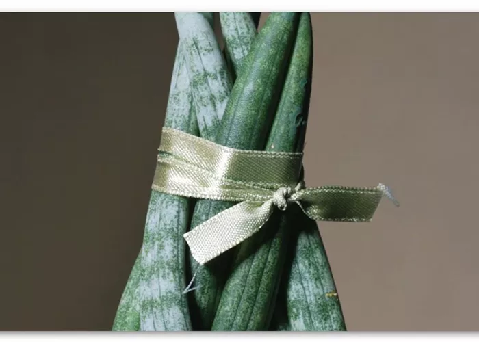 Zimmerpflanzenportrait - Bogenhanf "Spaghetti" 