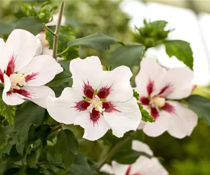 Hibiscus syriacus 'Hamabo'  Hibiscus syriacus 'Hamabo'