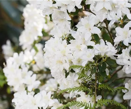 Rhododendron carolinianum 'Dora Amateis'  Rhododendron carolinianum 'Dora Amateis'