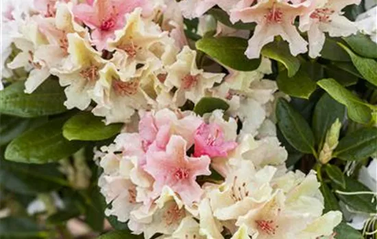 Rhododendron yakushimanum 'Percy Wiseman' INKAHRO