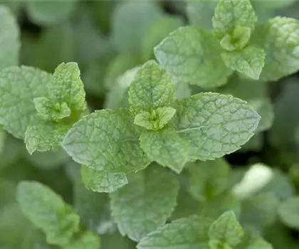 Mentha spicata